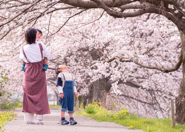 親子　桜