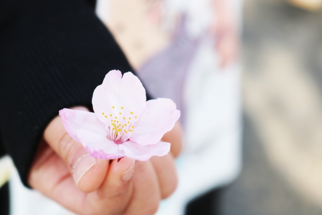 子供の手と桜