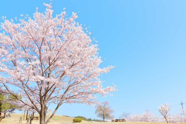 桜　公園